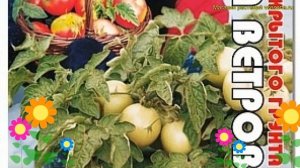 Томат обыкновенный Роза ветров. Краткий обзор, описание solanum lycopersicum Rosa vetrov