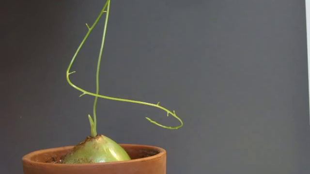 Time Lapse Climbing Onion ( Bowiea Volubilis ) смотреть онлайн