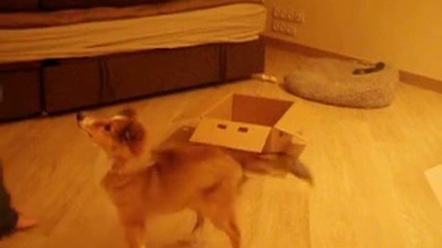 Прыг в коробку и усадка смотреть онлайн