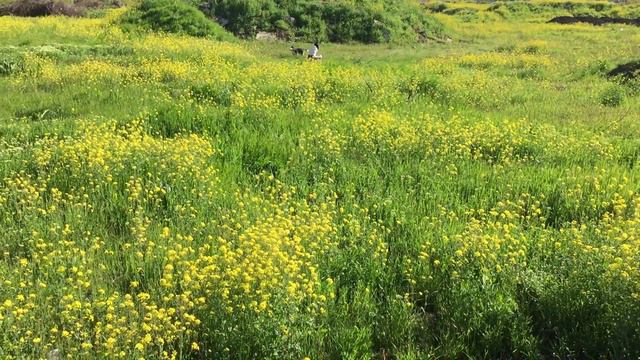 Хаски "Чубака". Бегает по полю. смотреть онлайн