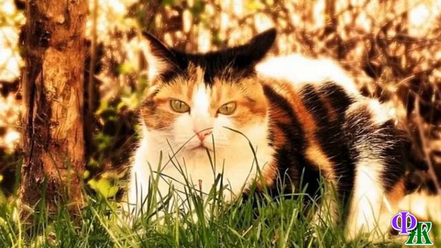 САНТАНА 11-1. «А вдруг с Сантой что-то случилось, вдруг он тяжело ранен?» - подумала я смотреть онлайн