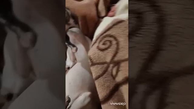 Сфинкс Дося и Американский голый терьер Гордей- борьба двух полов