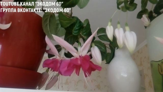 Фуксия БЕЛЛА РОЗЕЛЛА Гибридная Крупноцветковая в г.Пскове от ЛПХ "ЭКОДОМ 60" смотреть онлайн