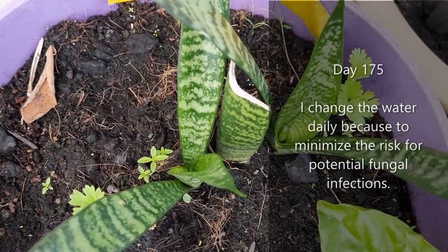 How to grow Snake Plant from cutting (Sansevieria Zeylanica) смотреть онлайн