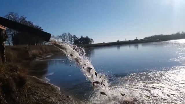 Запуск рыбы село Машкино Конышевского района Курской области. смотреть онлайн