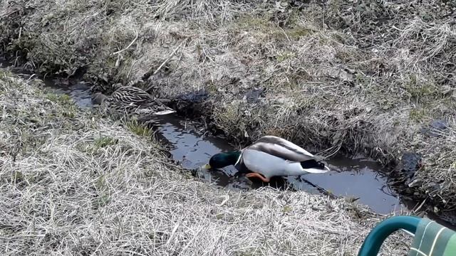 Тяжелая мужская работа. Баня. Видео № 4.Сссылки на предыдущие видео в описании. смотреть онлайн