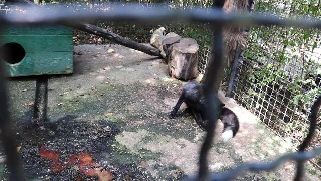 Новинка: Черныш - чернобурый лис))) Тайган. Белогорск. Крым. смотреть онлайн