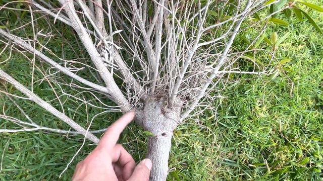 Drastic Cut of a Ficus Nerifloria - Tom Lau - Bonsai Technique - Baikoen Bonsai Club смотреть онлайн