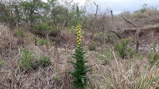 Verbascum virgatum / Vara de San José / Vara amarilla / Gordolobo / planta silvestre / wild plant смотреть онлайн