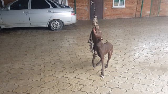 Будни питбуля ӏ Новый трюк! смотреть онлайн