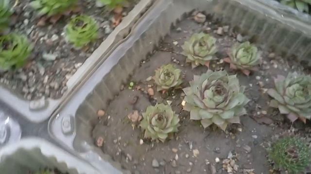 Кактусы и литопсы одна из лучших Российских коллекций на Сегодня смотреть онлайн