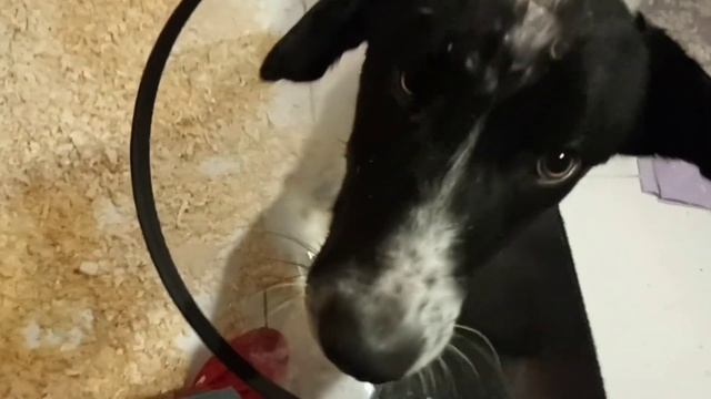 Август на лечении сам себе "купировал хвост". смотреть онлайн