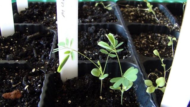 Росток мимозы. смотреть онлайн