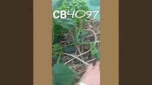 Огурцы СВ4097 от компании АГРОУСПЕХ