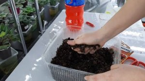 Состав грунта для фиалок на верхнем поливе!Ответы на ваши вопросы.