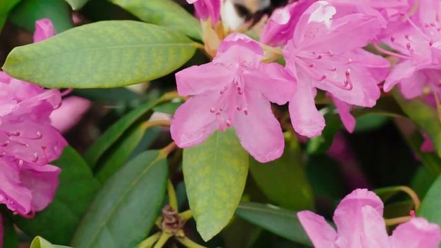 Интро для канала Garden Foresta смотреть онлайн