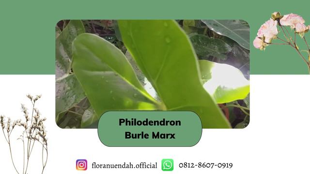 TERMURAH, Agen Philodendron Burle Marx Floranuendah , WA 0812-8607-0919 смотреть онлайн