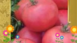 Томат обыкновенный Андромеда розовая f1. Краткий обзор, описание характеристик, где купить семена