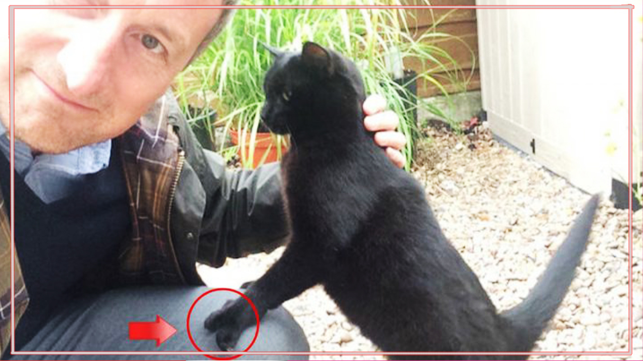 Чёрную кошку с птичьими лапками бросили на улице… Но она принесла кому-то счастье! смотреть онлайн