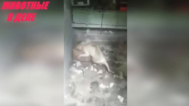 Этот Хищник Одолеет Любую Собаку! Пума Против Собаки смотреть онлайн