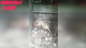 Этот Хищник Одолеет Любую Собаку! Пума Против Собаки
