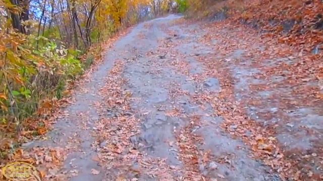 Прогулка по осеннему лесу смотреть онлайн