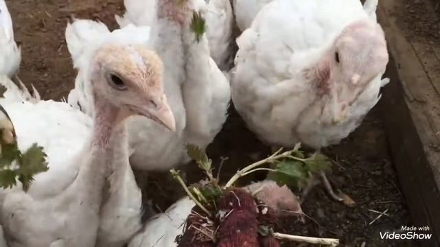 Помёт с кровью у индюшат // яичная скорлупа в рационе птицы смотреть онлайн