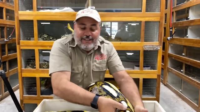 Pulling HUGE Clutch of Reticulated Python Eggs at Prehistoric Pets смотреть онлайн
