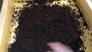 ?❗Заселяю калифорнийского червя в сухой гумус.