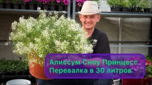 Алиссум Сноу Принцесс