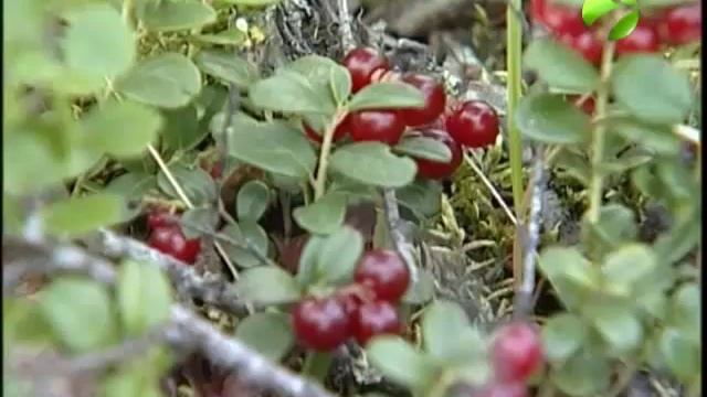 Закупочные цены на дикоросы в 4 раза ниже рыночных смотреть онлайн