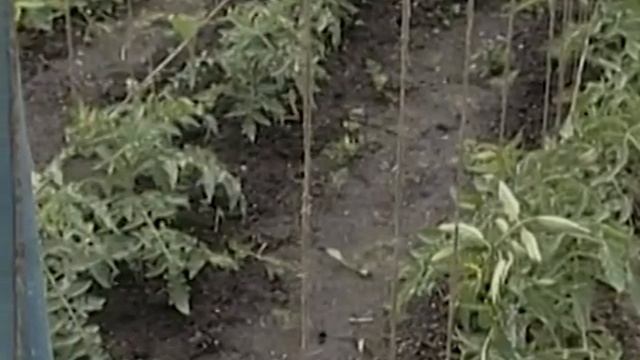 От болезней растений - медный купорос и нашатырный спирт. Рецепт Любови Шведковой. смотреть онлайн