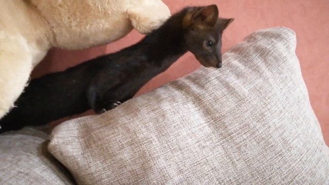 Вечерние игры часть вторая, Домашний соболь Дика смотреть онлайн