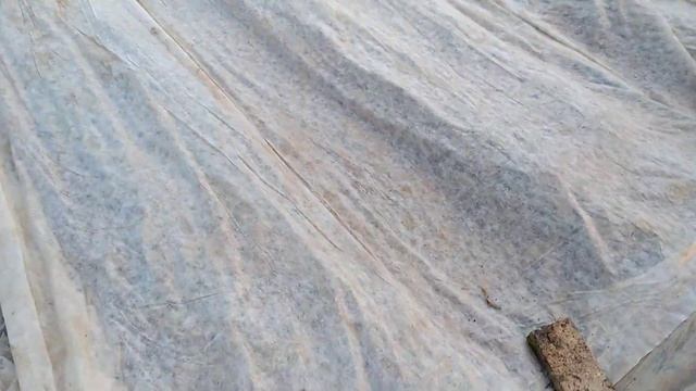 ВАЖНО.Начани клубничный сезон - правильно!!!!! смотреть онлайн