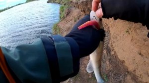 ловля Судака НА СЛАГИ/пассивные Приманки РУЛЯТ/слаг НА СУДАКА