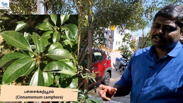ஜோதி விருட்சம்|பச்சை கற்பூரம்|cinnamomum camphora| jothi virutcham| camphor tree смотреть онлайн