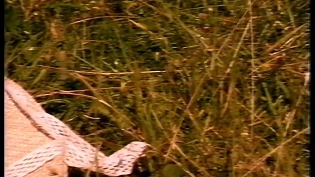 Сергей Комлев - "Светлая, снежная" смотреть онлайн