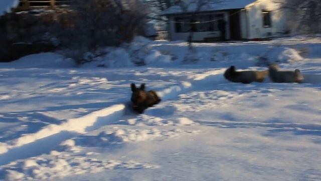 Скай терьеры питомник Фиор Ди Ферро/ Skye terrier Fior Di Ferro Kennel смотреть онлайн