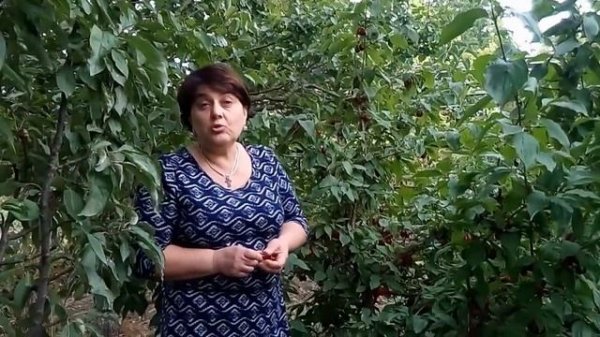 Самый вкусный кизил- "Семен"