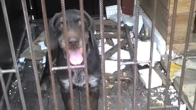Собака сожрала будку и весь утеплитель смотреть онлайн
