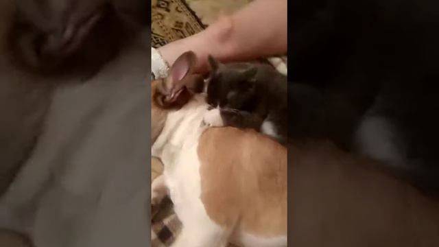 Киска лижет кабеля) смотреть онлайн