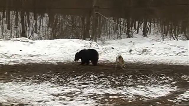 Кубок подолья 2012 Медведь ЗСЛ  Каюм РЕЛ Кучум