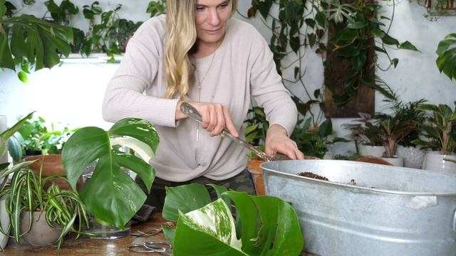 Watch Me Plant a Variegated Monstera Deliciosa Rooted Cutting! смотреть онлайн