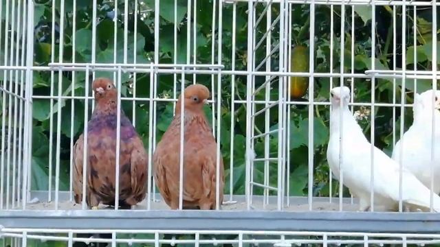 Английский Коротколицый Турман , Короткоклювые выставочные Турманы и короткоклювые чайки Геннадия. смотреть онлайн