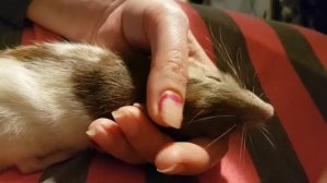 Погладь крысу ? caress rat ?