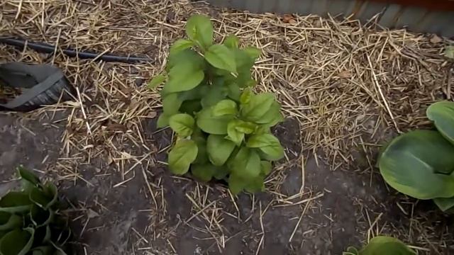 Яблони из семян - продолжение. смотреть онлайн