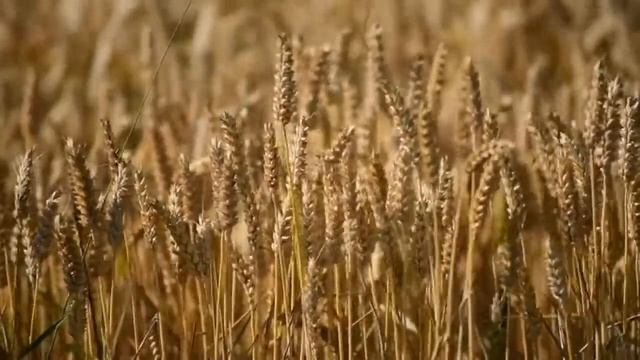 Русское поле смотреть онлайн