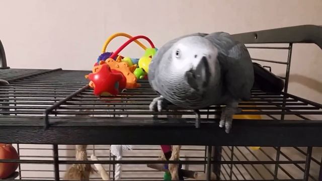 Поведение попугая Жако спустя полгода . смотреть онлайн