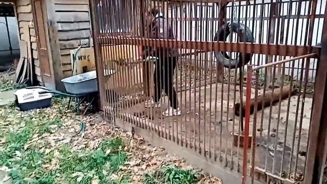 Уборка вольеров у тигров Цезаря и Клеопатры смотреть онлайн