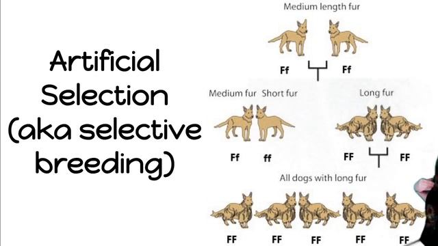 What is Brassica oleracea? смотреть онлайн
